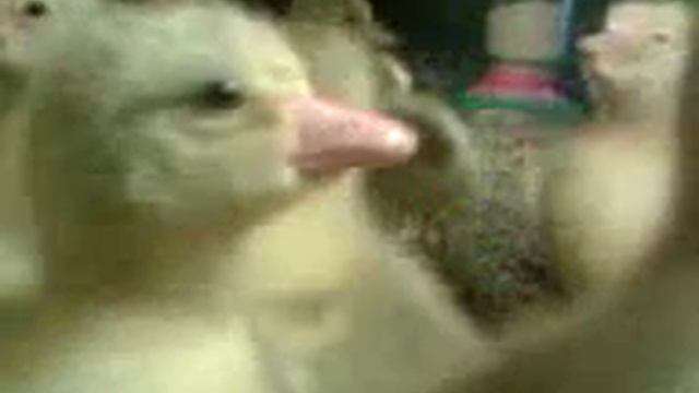 Модельные гусята смотреть онлайн