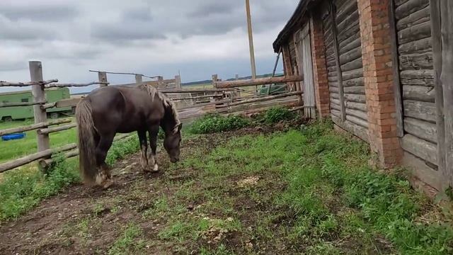 Молодую кобылицу привели к жеребцу смотреть онлайн