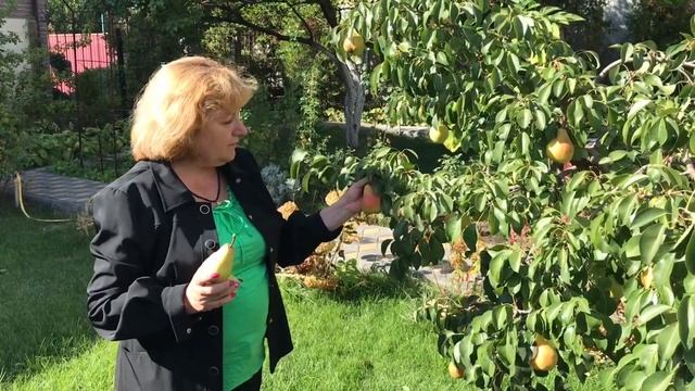 Зимние сорта груш ,яблок. Когда срывать и как укладывать на зимовку ? смотреть онлайн