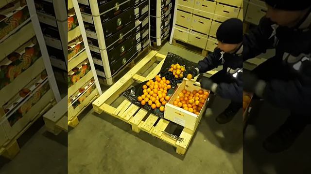 Мандарины из Испании, 1 сорта, переборка ящика на предмет соответствия качества. смотреть онлайн