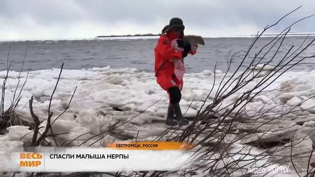 В РОССИИ СПАСЛИ ДЕТЕНЫША НЕРПЫ смотреть онлайн