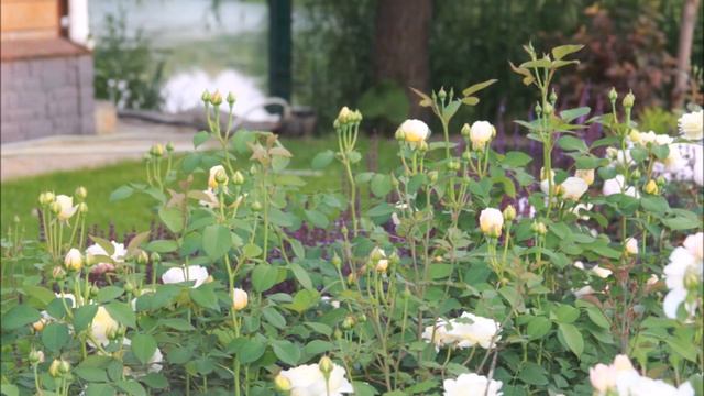 Топ лучших сортов роз Д.Остина в Сибирском саду. смотреть онлайн