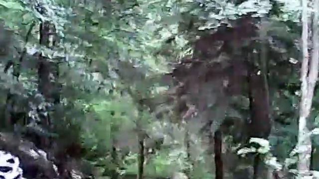 05 Nel Bosco verso Cerro Veronese смотреть онлайн