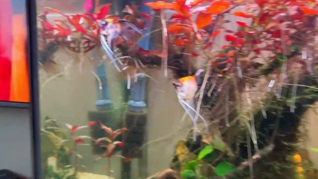 ЭТО БЫЛО СЛОЖНО 2 )) Удаляем герметик со стекла, проверяем швы аквариума, показываю рыбок смотреть онлайн