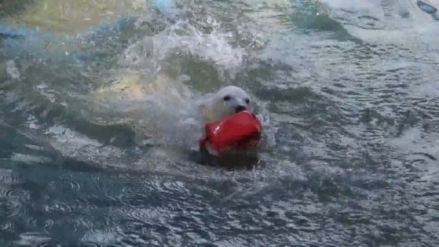 Девочка наплавалась, а мальчик ещё играет в воде 05.06.2019 смотреть онлайн