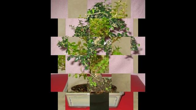 Nashia Inaguensis Is A Much-Branched