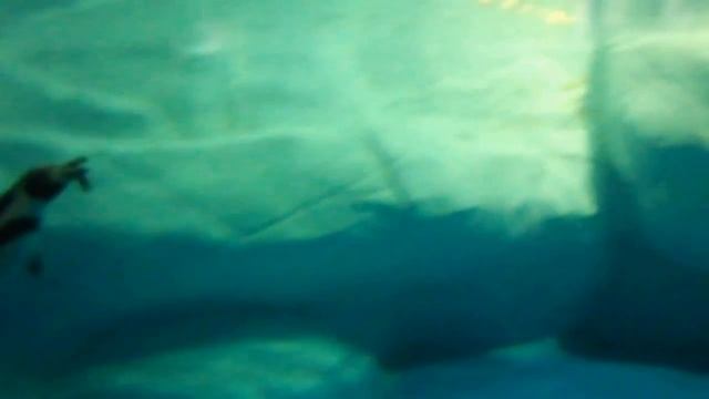 Шанхайский Океанариум. Пингвинчик смотреть онлайн