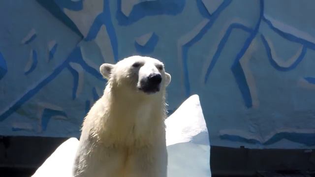 Белая медведица в Новосибирском зоопарке смотреть онлайн