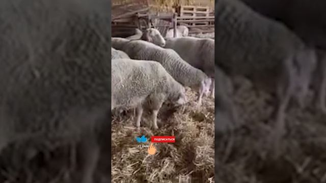 Мериноланд овцы I Ещё не закончились смотреть онлайн