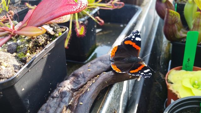 Red admiral butterfly смотреть онлайн