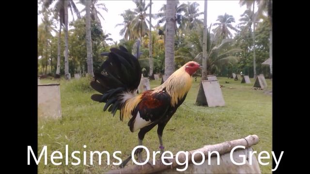 How to Start Gamefowl Breeding 1 смотреть онлайн