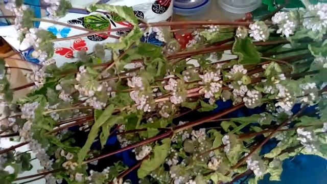 Пустырник- успокаивающий , сердечный. Сушим на Кубе смотреть онлайн
