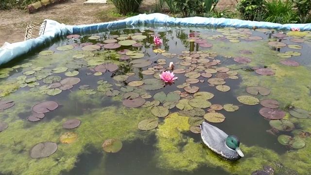 "Прудик" с кувшинками смотреть онлайн