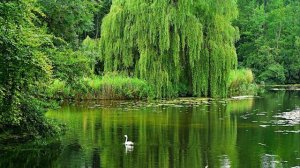 7 класс. Диктант 14. Наречие