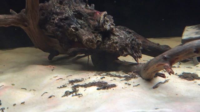 Exotic L397 Tiger Pleco | My new setup смотреть онлайн