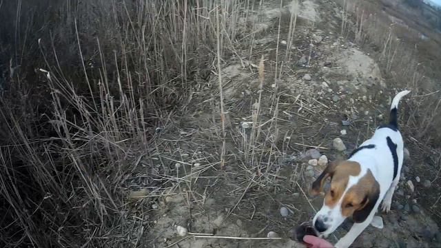 Подготовка щенка Русской пегой гончей к охоте! Первый выход. Часть вторая. смотреть онлайн