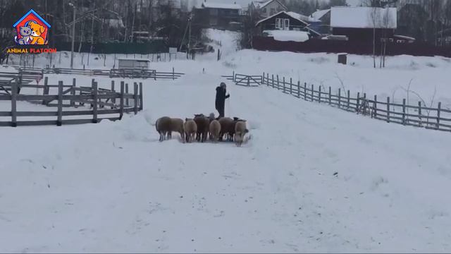 Nenets Herding Laika Pros and Cons | Ненецкая лайка Advantages and Disadvantages