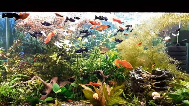 Видовой аквариум травник 200л. смотреть онлайн