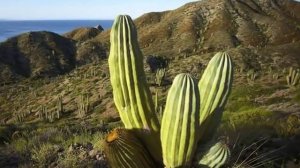 Природная зона степей