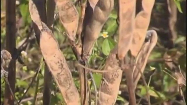 Дорог фураж? Люпин поможет сэкономить смотреть онлайн