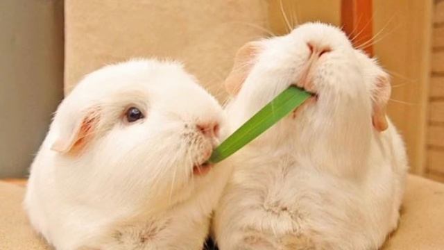 Топ 12 самых милых фотографий морских свинок??? смотреть онлайн