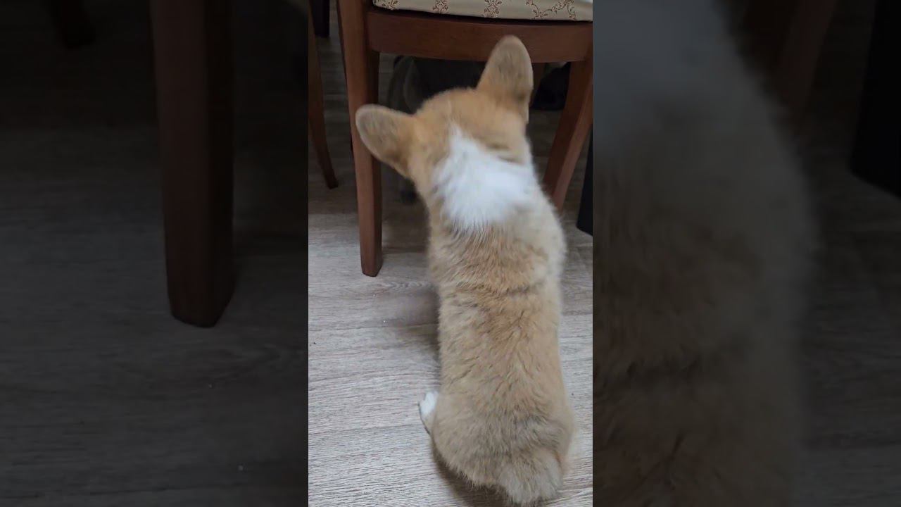 ▷Битва Тайсона и Коржика◁ смотреть онлайн