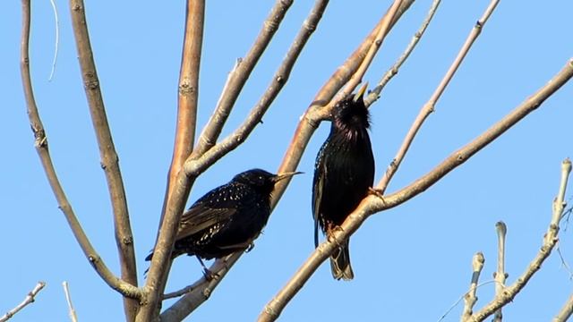 Скворцы смотреть онлайн