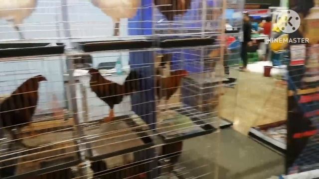 Full Out Sale (Dinumog) world gamefowl expo смотреть онлайн
