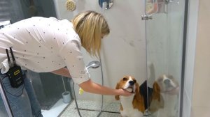 МАМА против ПАПЫ в реально жизни. Брос Шоу Пет