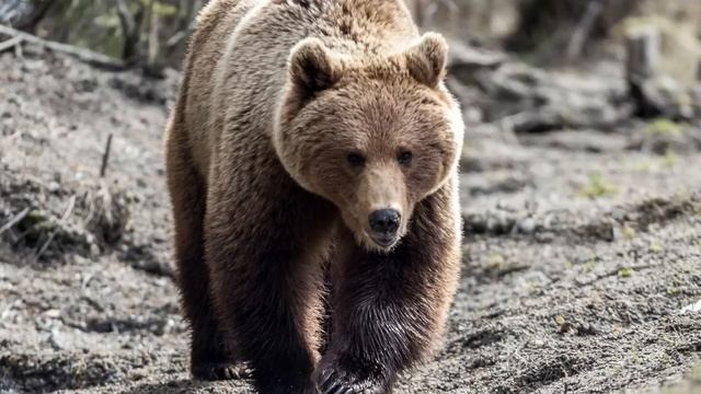 Baldurs Gate 3 - это обман, подумайте перед покупкой! смотреть онлайн