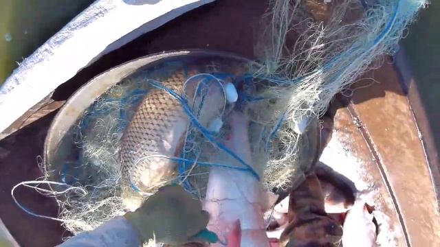 Я ДУМАЛ ЭТОТ САЗАН УТАЩИТ МЕНЯ ВМЕСТЕ С СЕТКОЙ)))ТРОФЕЙНАЯ РЫБАЛКА на КАСТИНГОВУЮ СЕТЬ-НАКИДКУ. смотреть онлайн