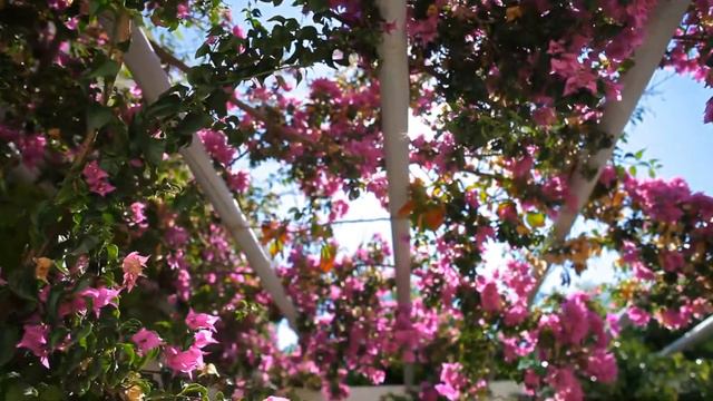 pink bougainvillea against the sky смотреть онлайн