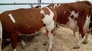 Айрширская порода -обозрение.