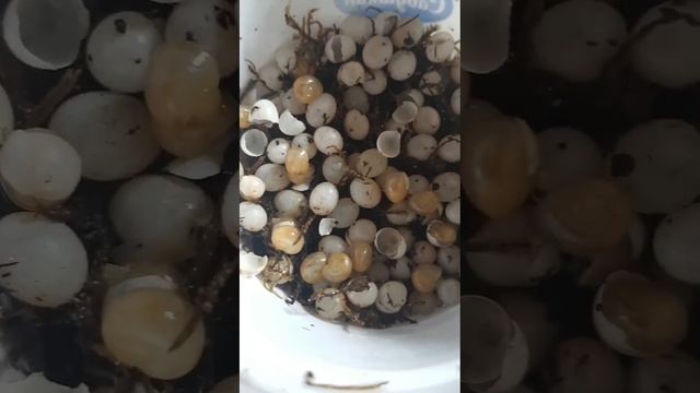 Улитки захрисии всё-таки вылупились из этой большой кладки #улитки #вылуп #snail #яйца #snails