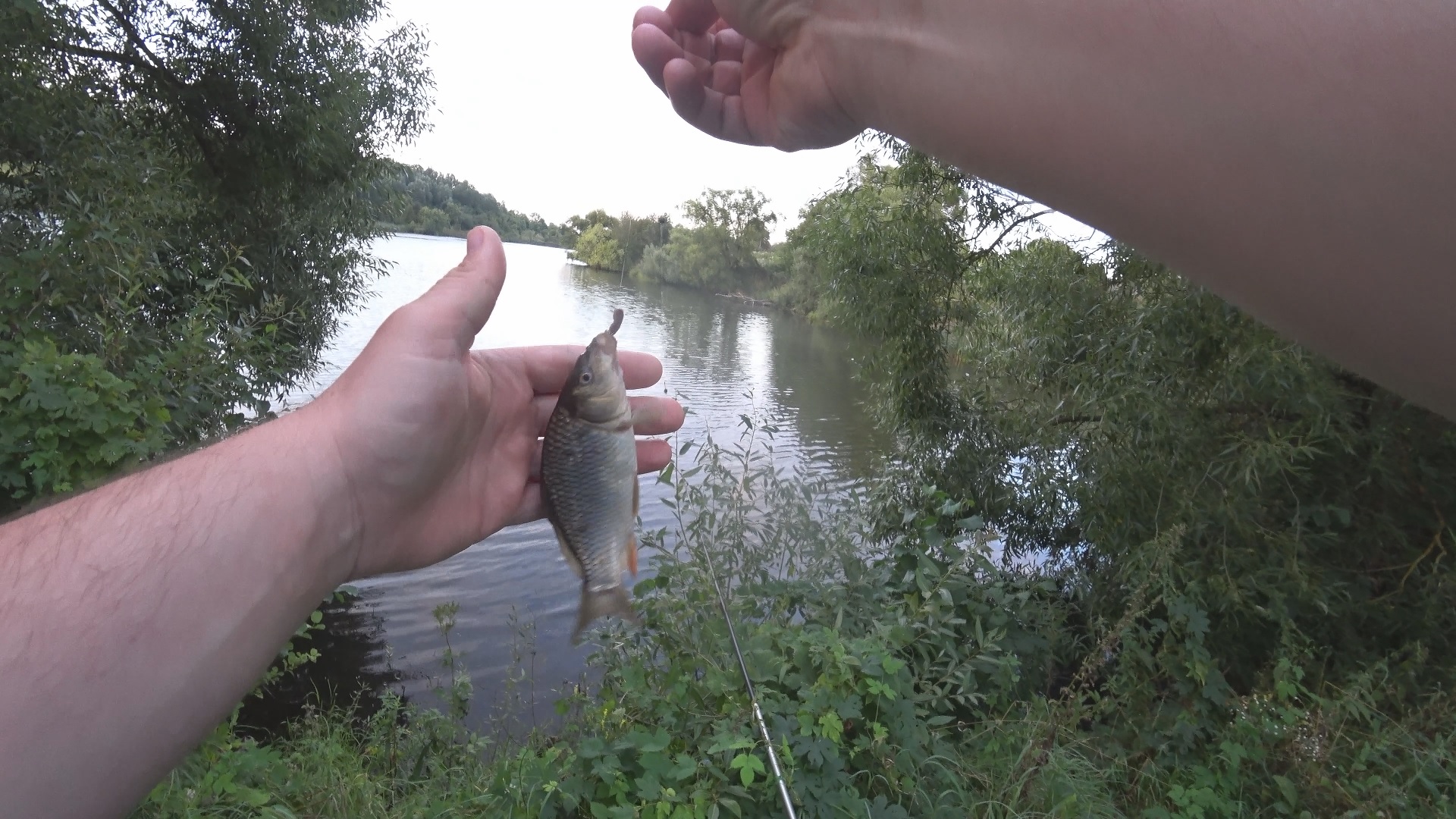 Плотва, карась, КАРПёнок на маховую удочку в середине августа.