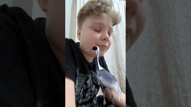 Журавли-всеядные☝😄 смотреть онлайн