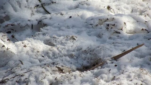 Мышка и воробей смотреть онлайн