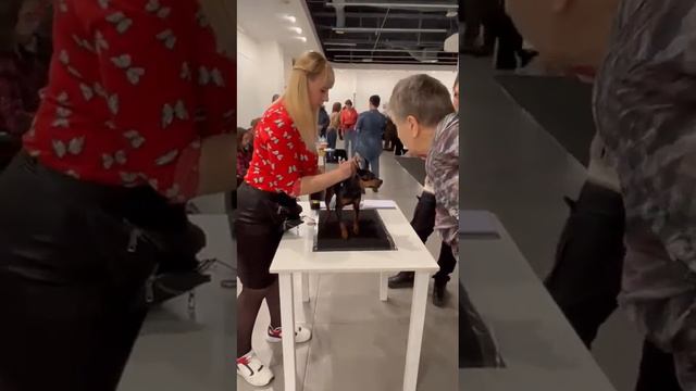 #цвергпинчер Выставка собак пород 2 группы ранга САС г. Курск "КУБОК ЛИДЕРА - 2023" 12.02.2023г смотреть онлайн