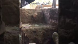 СВО Главное
