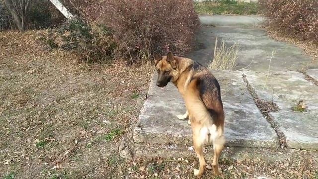 ЛЕТУЧАЯ МЫШЬ ЖИЛА У НАС В ОКНЕ. ОНИ УЖАСНЫЕ смотреть онлайн