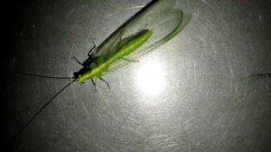 Златоглазка обыкновенная? Внешний вид ? Особенности ?