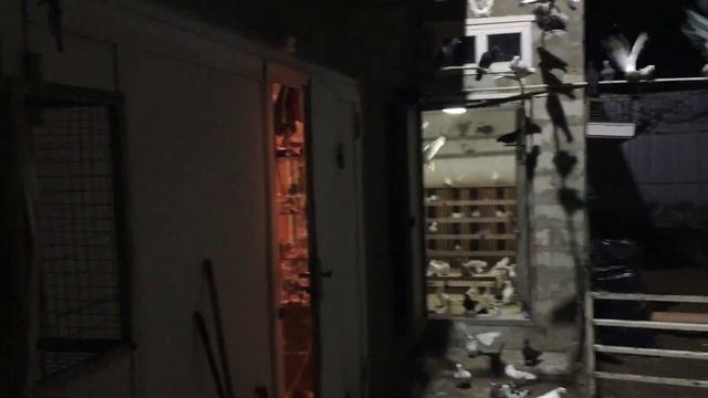 #Pigeons.Нужен совет от сильных голубеводов. смотреть онлайн