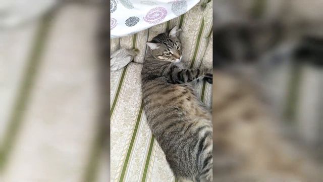 Почему коты кувыркаются смотреть онлайн