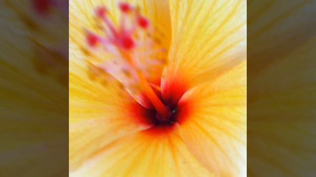 Хоста #лето #природа #nature #моицветы#цветы #flowers#растения #plants#beauty #красота #отдых #qui смотреть онлайн