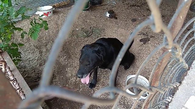 У МЕНЯ НА РАБОТЕ ЖИВЁТ СОБАКА смотреть онлайн