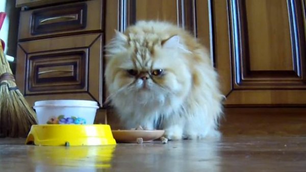 Как ест персидский кот/How persian cat eat?