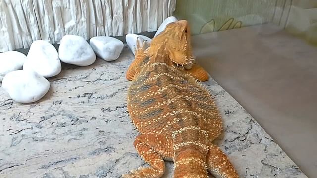 БОРОДАТАЯ АГАМА - ЯДОВИТАЯ ЯЩЕРИЦА | KEKC CHANNEL смотреть онлайн