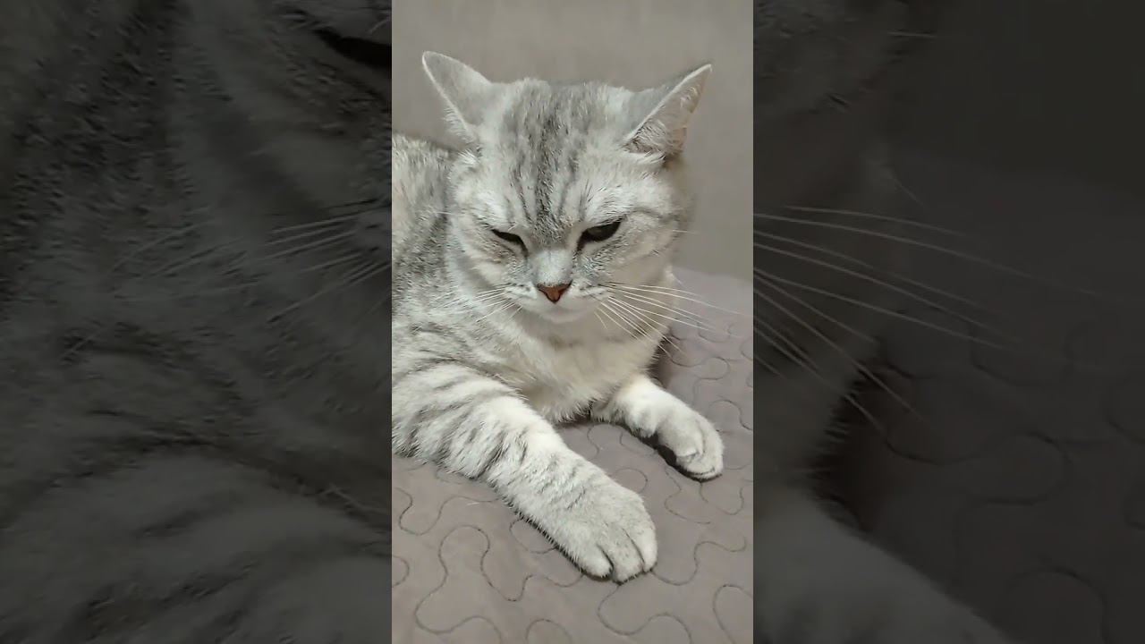 Милый котик #Shorts смотреть онлайн