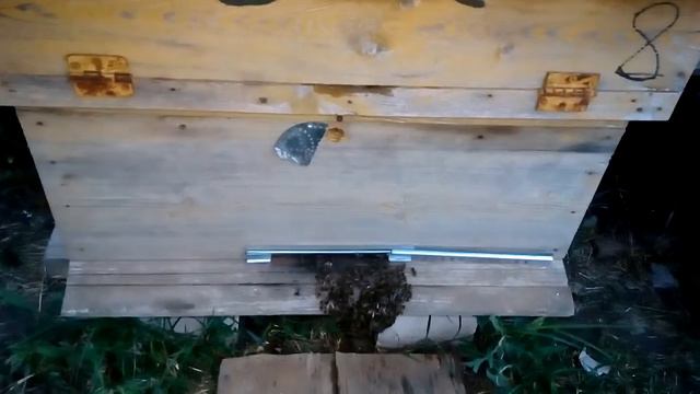 Пчелы выкучиваются свисают языком. смотреть онлайн