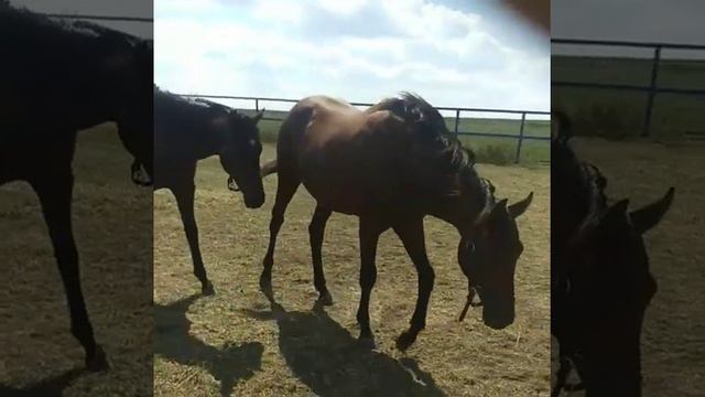 Чистокровные жеребчики в заездку смотреть онлайн